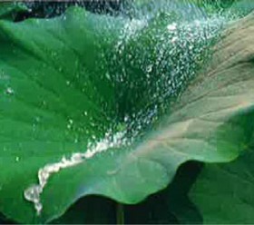 「ハスの葉-効果」の超撥水性外断熱